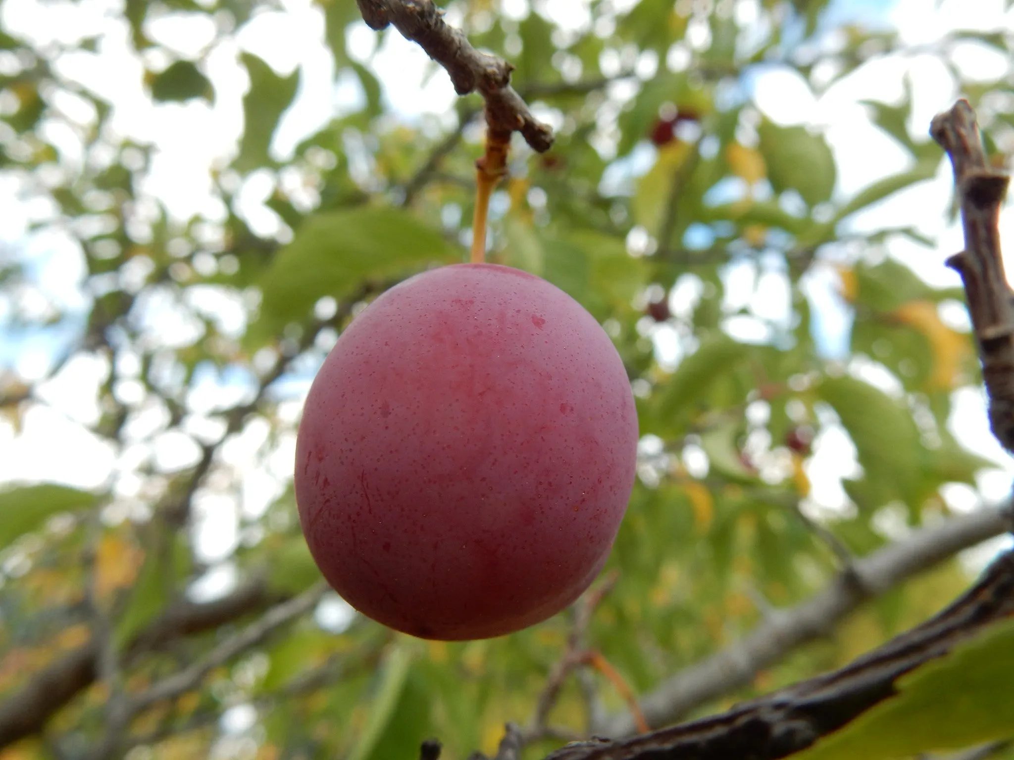 American Plum - Prunus americana