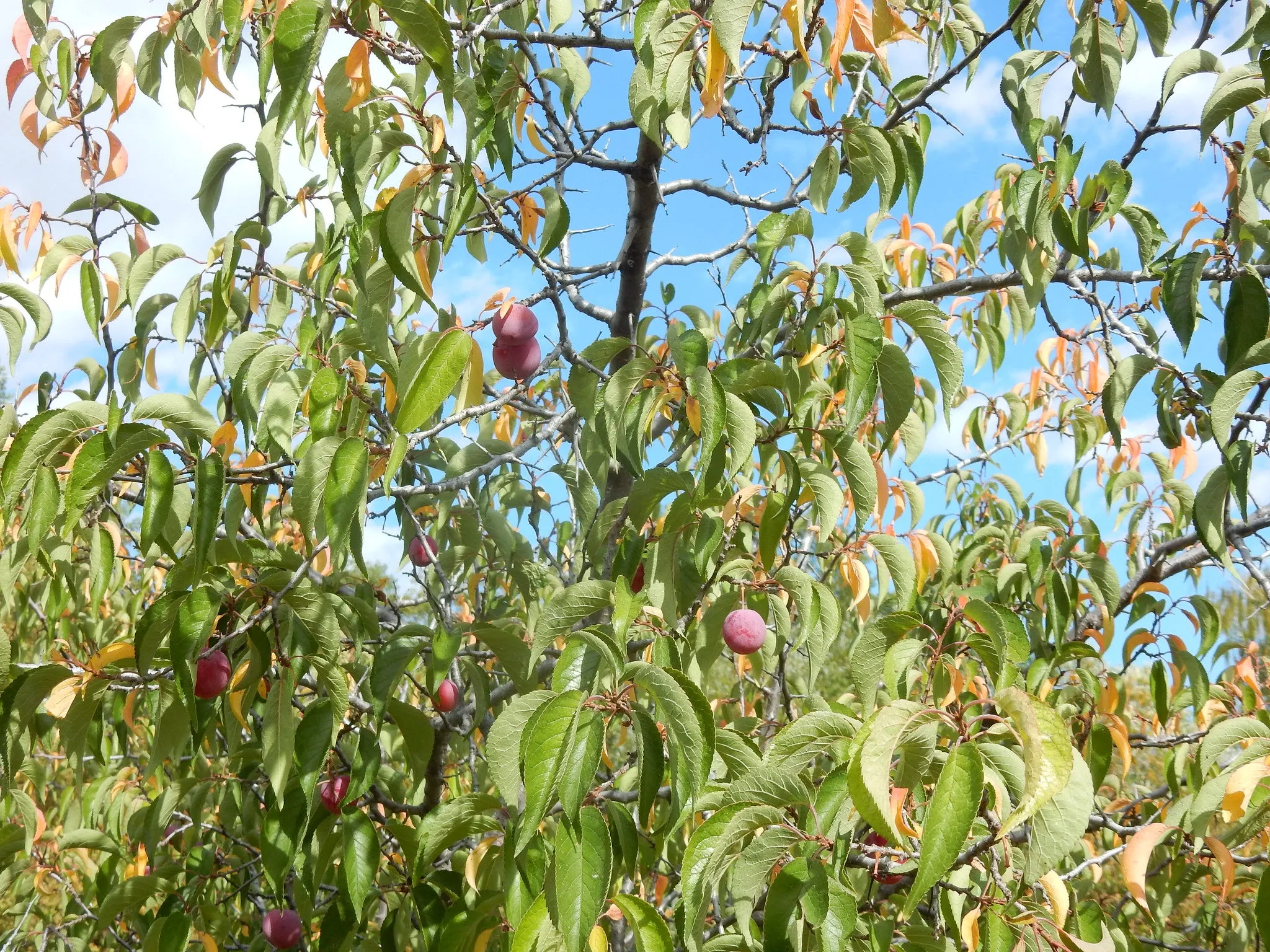 American Plum - Prunus americana