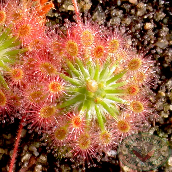 Drosera roseana Gemmae