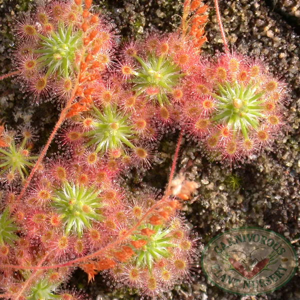 Drosera roseana Gemmae