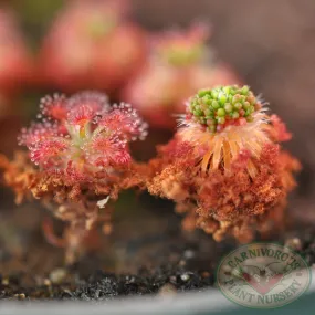 Drosera roseana Gemmae